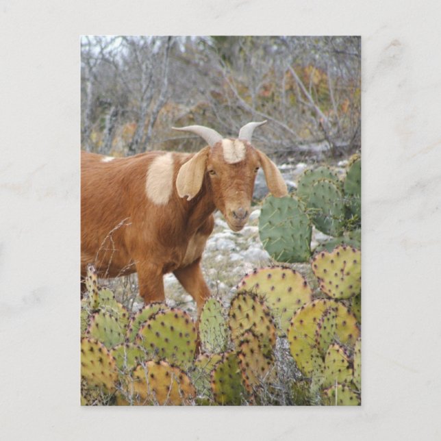 Cartão Postal Cabra castanha (Frente)
