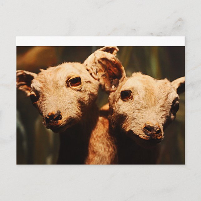 Cartão Postal Cabra De Duas Cabeças (Frente)