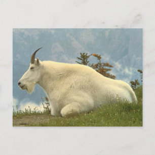 Cartão Postal Cabra de montanha