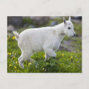 Cartão Postal Cabra montesa jovem em Logan Pass no Glaciar