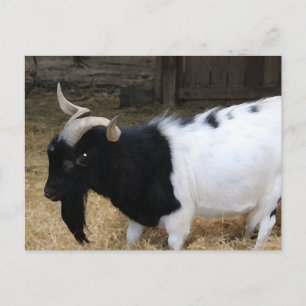 Cartão Postal cabra negra e branca - pintura