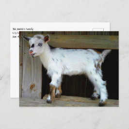 Cartão Postal Cabra Níger Colorida com Olhos Azuis