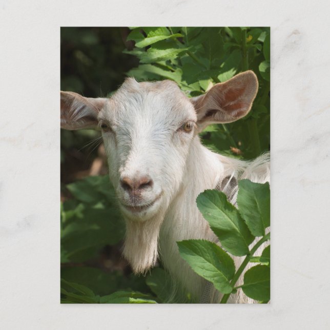 Cartão Postal Cabra olhando a câmera (Frente)