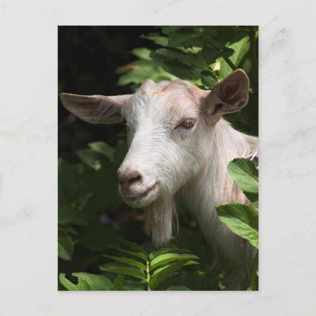 Cartão Postal Cabra olhando a câmera (Frente)