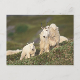 Cartão Postal cabras de montanha, Oreamnos americanus, mãe e 2