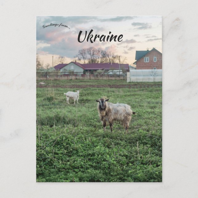 Cartão Postal Cabras em Kropyvnyk Ucrânia (Frente)