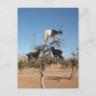 Cartão Postal Cabras engraçadas numa árvore