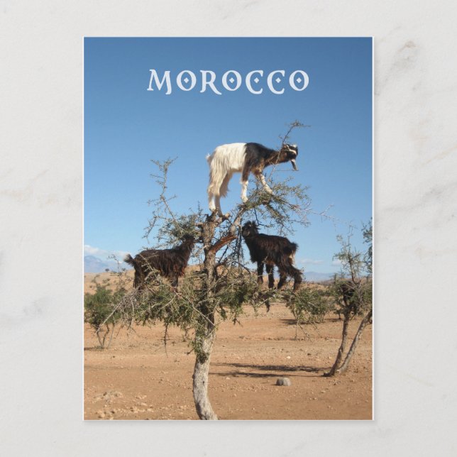 Cartão Postal Cabras engraçadas numa árvore (Frente)