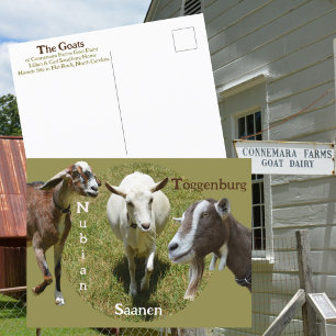 Cartão Postal Cabras Raça Nubiana Saanen Toggenburg Fotográfica