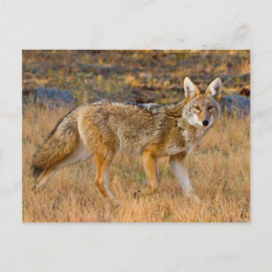 Cartão Postal Caça ao coiote (Canis Latrans)
