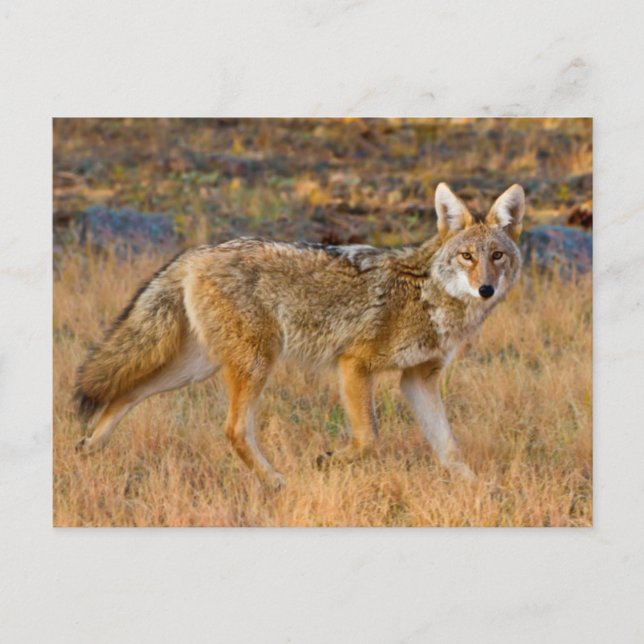 Cartão Postal Caça ao Coyote (Canis Latrans) (Frente)