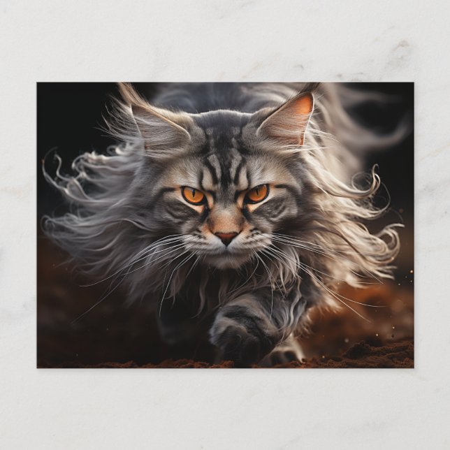 Cartão Postal Caça ao Gato Maine Coon (Frente)