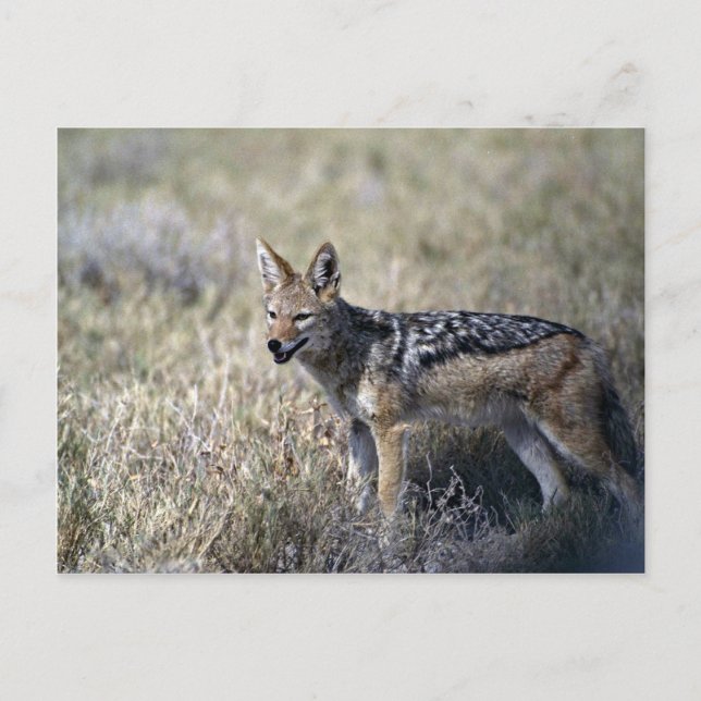Cartão Postal Caça ao Jackal (Frente)
