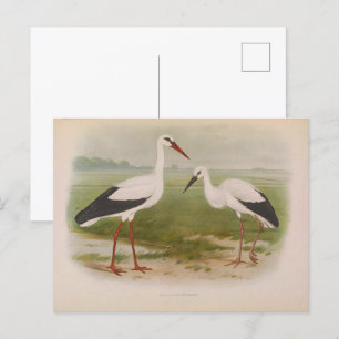 Cartão Postal Caça branca - jovem e adulta, Ilustrações