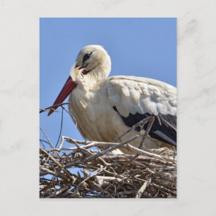 Cartão Postal Caça branca no seu ninho