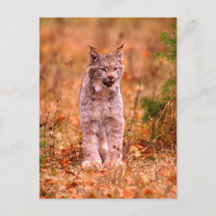 Cartão Postal Caça de Lince   Floresta de Outono