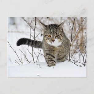 Cartão Postal Caça de Tabby Cat na Neve