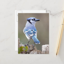 Cartão Postal Caçador de Jay Azul-Cinto no Treestump