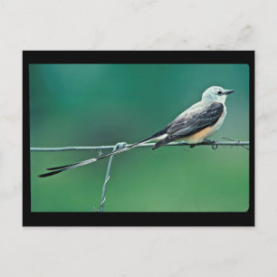 Cartão Postal Caçador de vaivém de tesoura