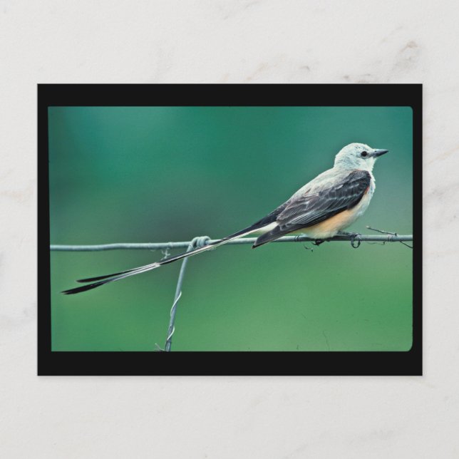 Cartão Postal Caçador de vaivém de tesoura (Frente)