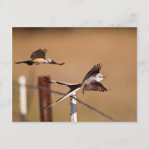 Cartão Postal Caçadores De Escória (Tyrannus Forficatus)