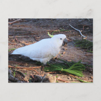 Cartão Postal Cacatua-de-crista-amarela Fauna Australiana Ave