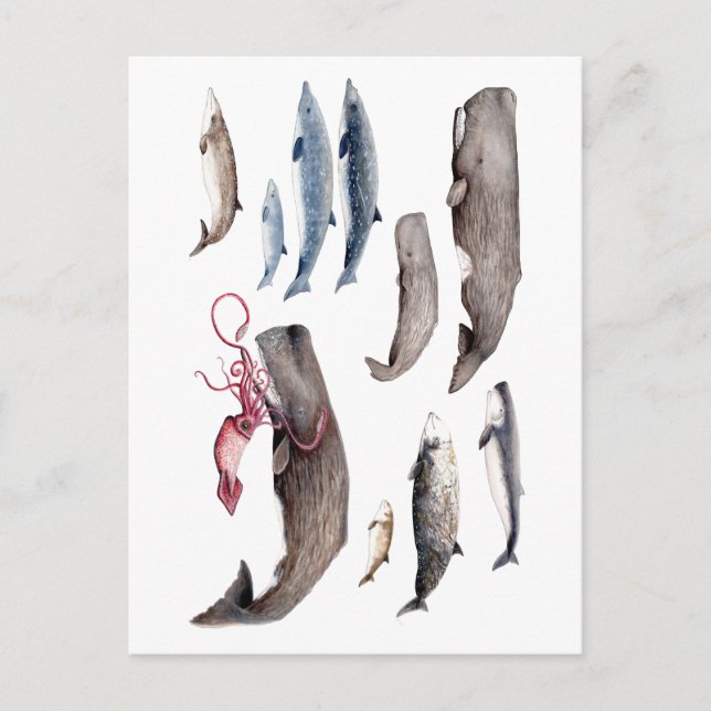 Cartão Postal Cachalote y zianos: Ballenas de las profundidades (Frente)