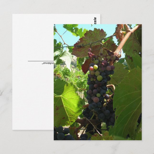 Cartão postal - Cacho de Uvas na Videira (Frente/Verso)