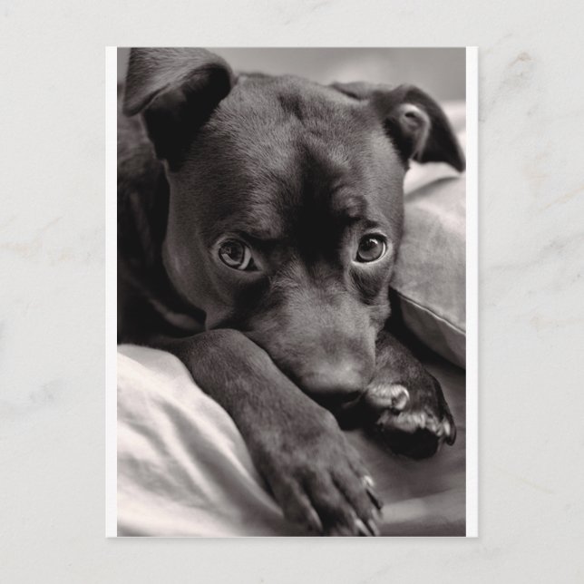 Cartão Postal Cachorrinho (Frente)