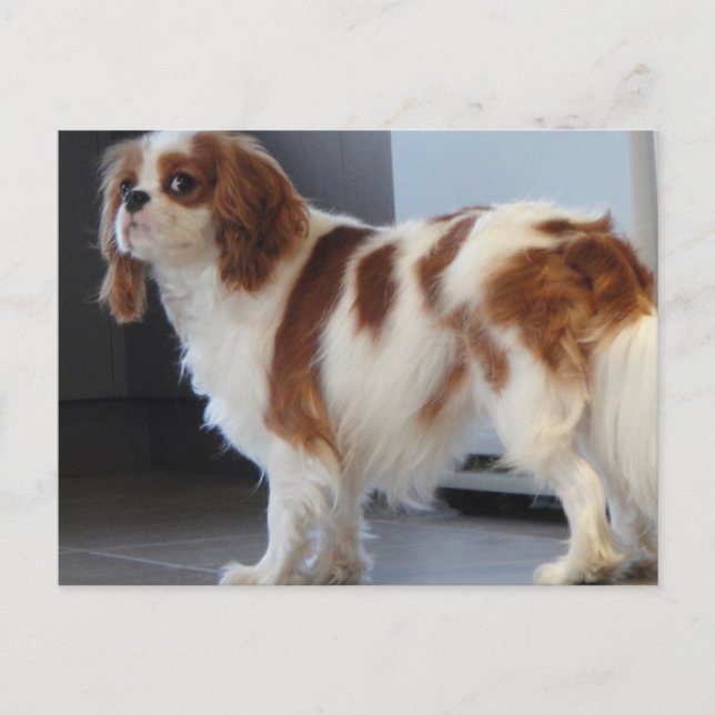 cartão postal cachorrinho fofo Cavalier King Charl (Frente)