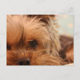 Cartão Postal cachorrinho teacup yorkie