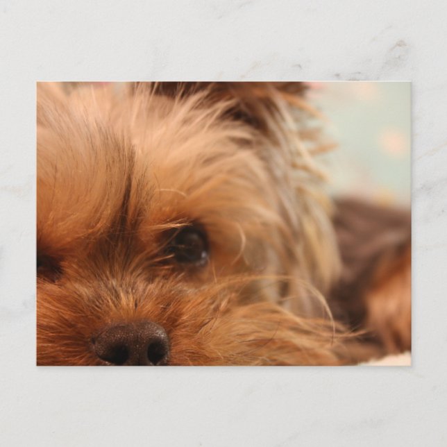 Cartão Postal cachorrinho teacup yorkie (Frente)