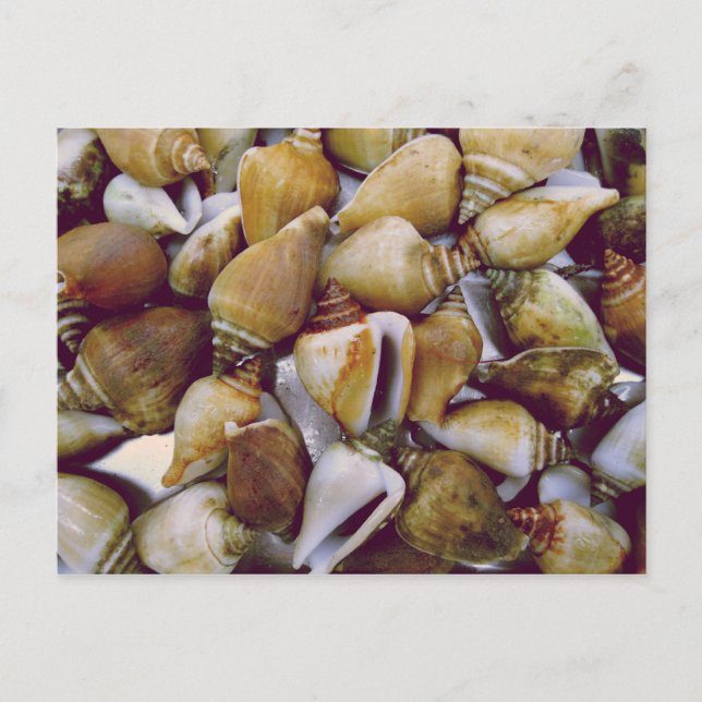 Cartão Postal Cachorro (Frente)