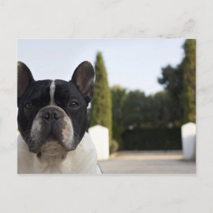 Cartão Postal Cachorro à entrada
