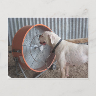 Cartão Postal Cachorro - Adorando a brisa
