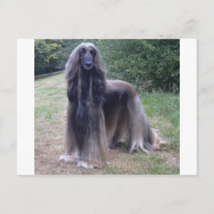 Cartão Postal Cachorro Afegão