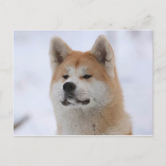 Cartão Postal Cachorro Akita Inu Que Parece Sério (Frente)