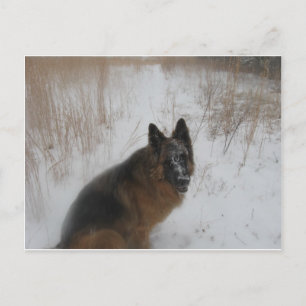 Cartão Postal Cachorro Alemão Shephed Em Snowstorm