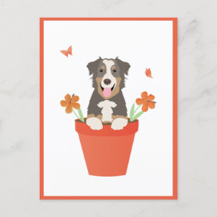 Cartão Postal Cachorro Australiano Em Pote De Flor