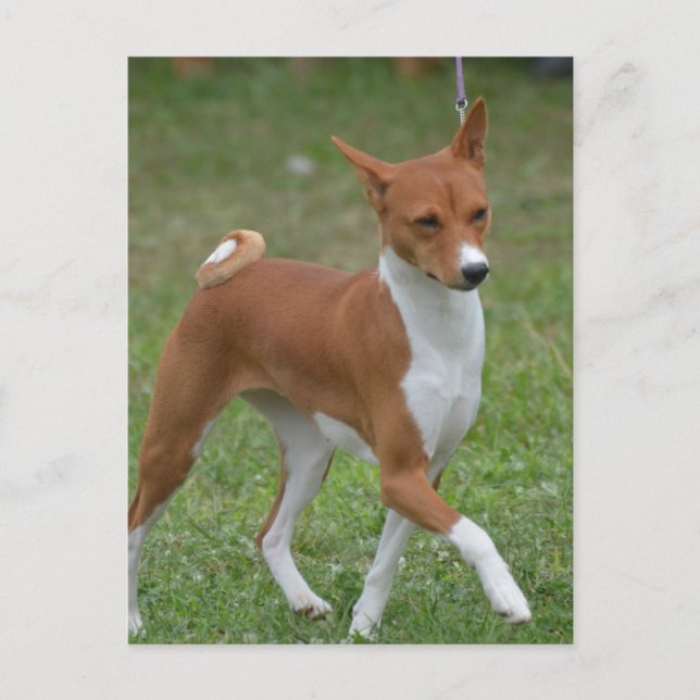 Cartão Postal Cachorro Basenji Saltitante (Frente)