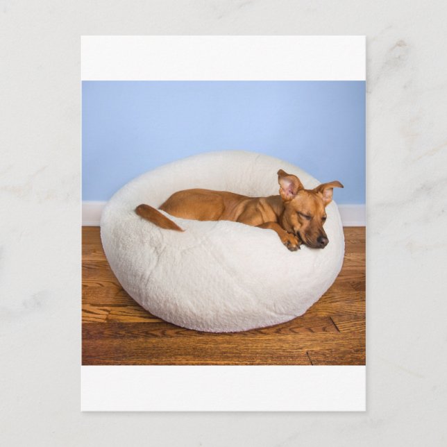 Cartão Postal Cachorro bonito (Frente)