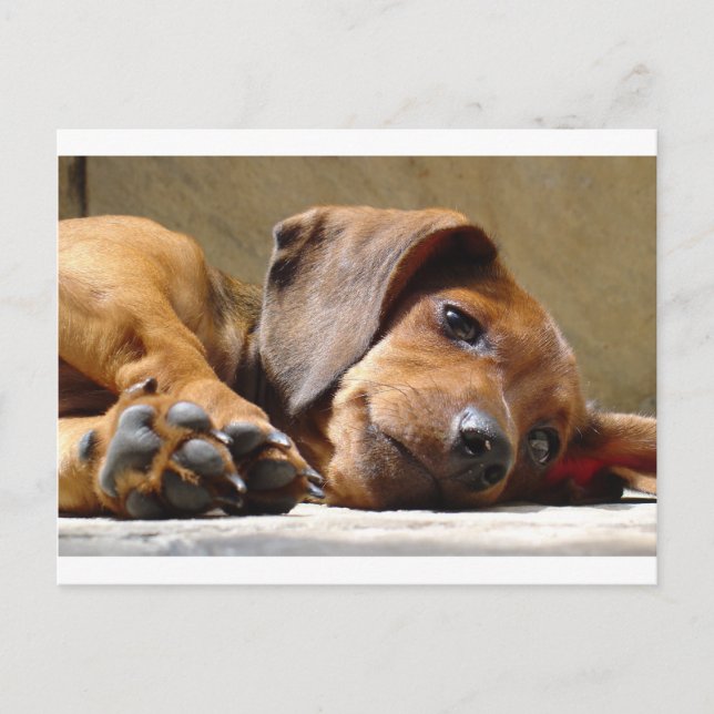 Cartão Postal Cachorro bonito (Frente)