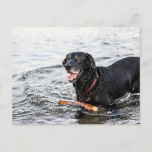 Cartão Postal Cachorro Bonito Brincando Em Labrador Negro-Água