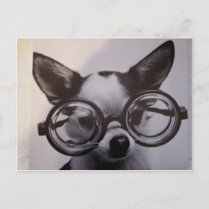 Cartão Postal Cachorro bonito com óculos superdimensionados