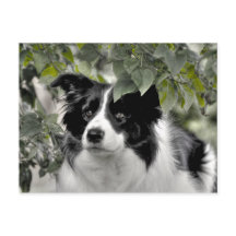 Cachorro Bonito em Mata Verde e Frondosa