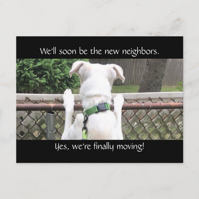 Cartão Postal Cachorro Branco Bonito Nosey tentando ver os vizin (Frente)