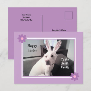 Cartão Postal Cachorro Branco Bonito Vestindo Ouvidos Coelhinhos