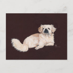 Cartão Postal Cachorro Branco de Pekingese