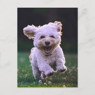 Cartão Postal Cachorro Branco de Poodle