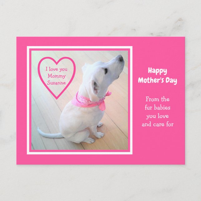 Cartão Postal Cachorro Branco Fofo Usando Cachecol Rosa Dia das  (Frente)